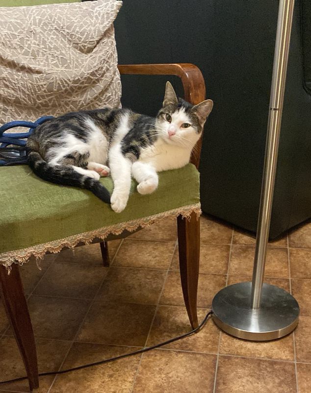 Fantômette, la chatte