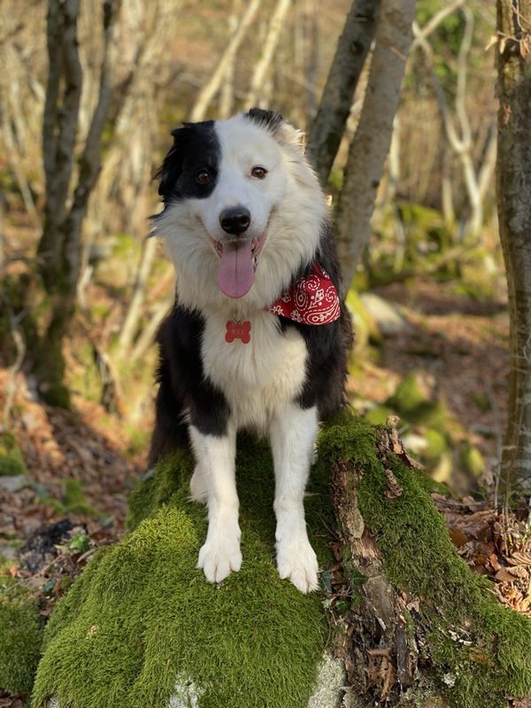 Max, le Border Collie